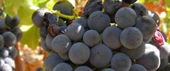 Vino na otoku Hvaru - Wines on the island of Hvar